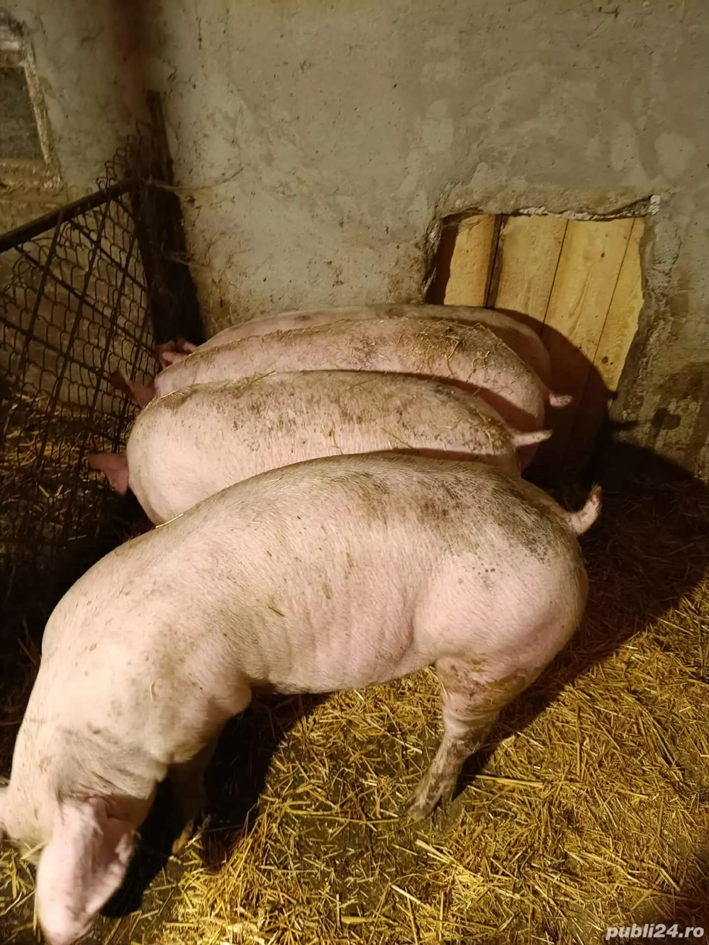 porci de vanzare