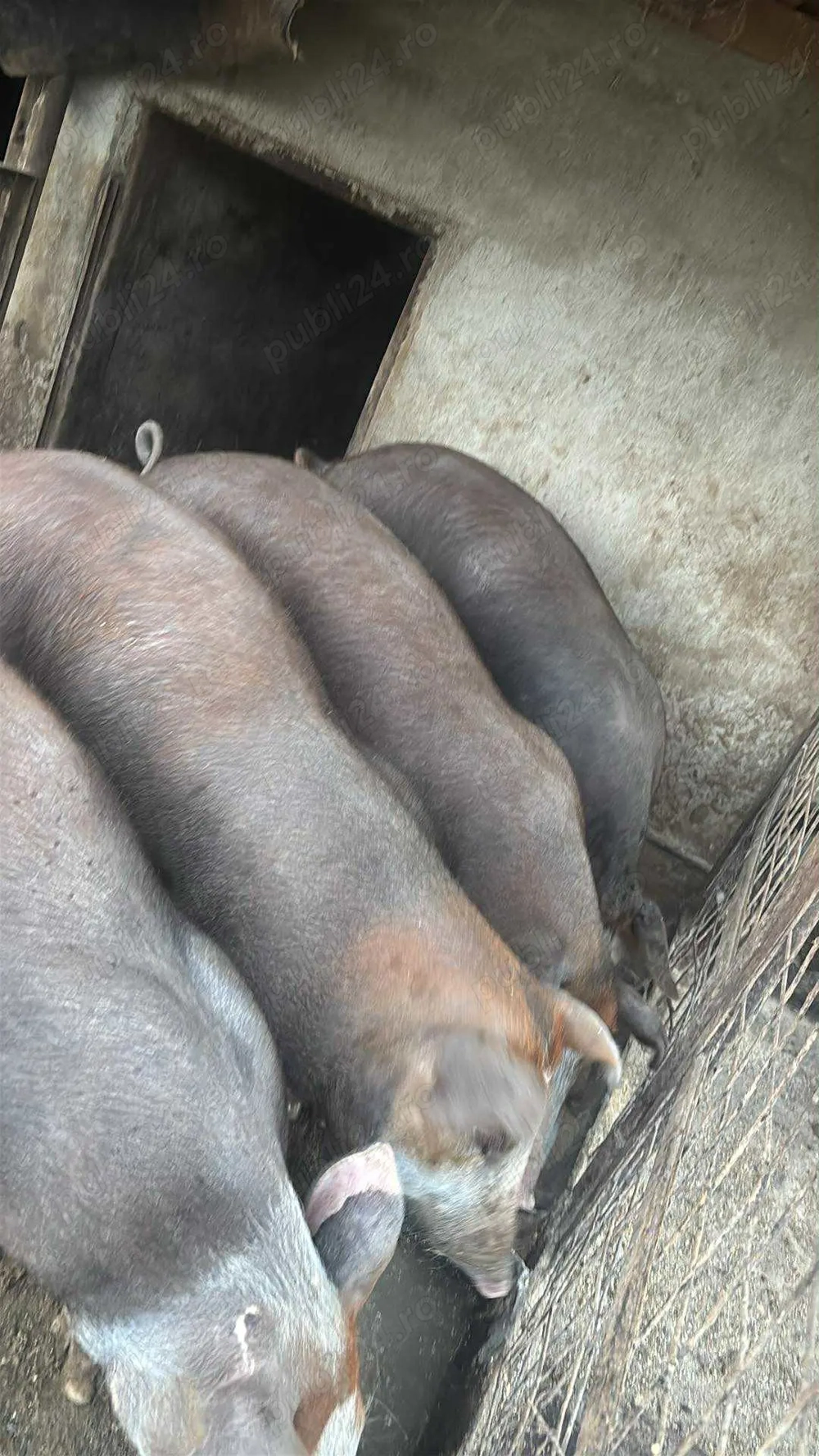 Vând porci Duroc! 90 300 kg