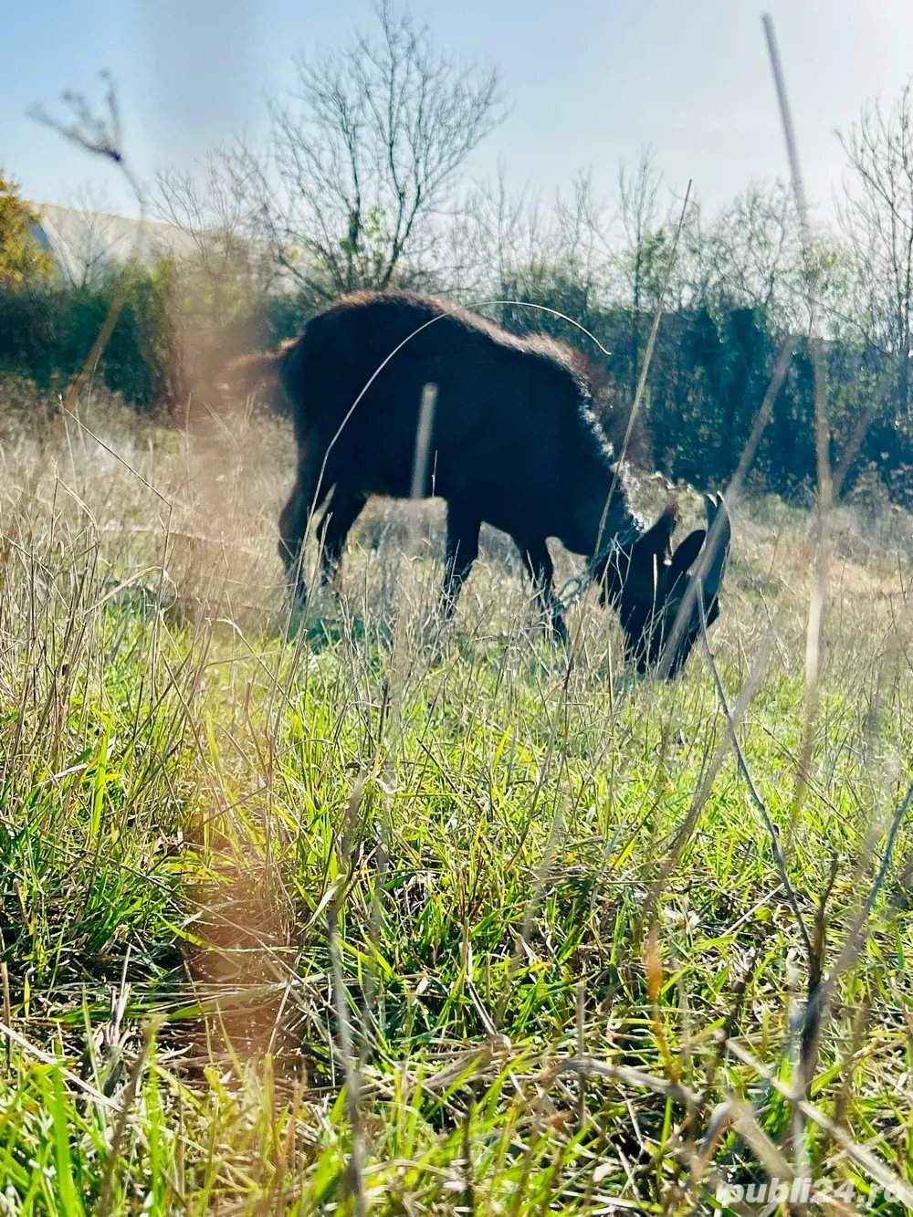 Țap 8 luni Genetica de exceptie