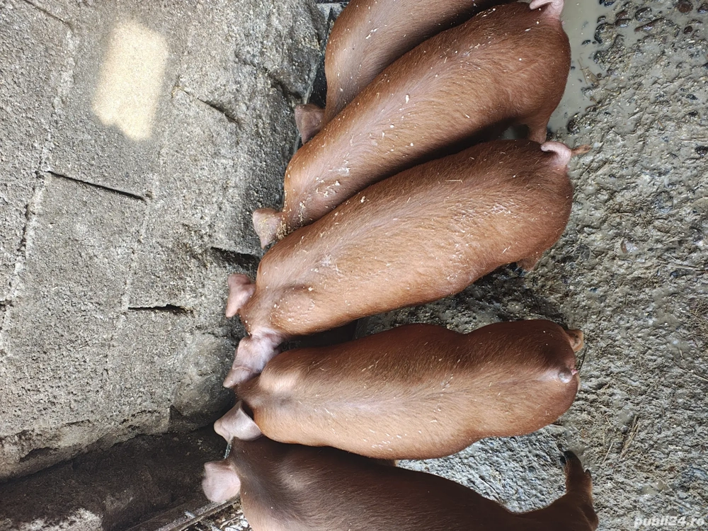 purcei duroc 8 saptamani