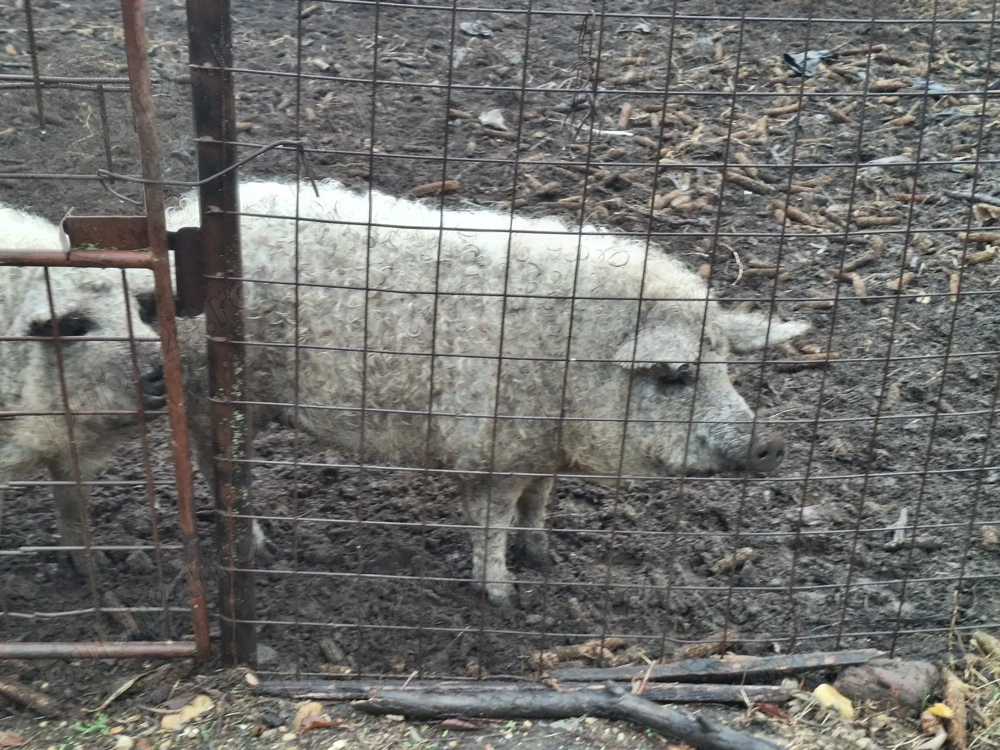 Mangalita de vanzare