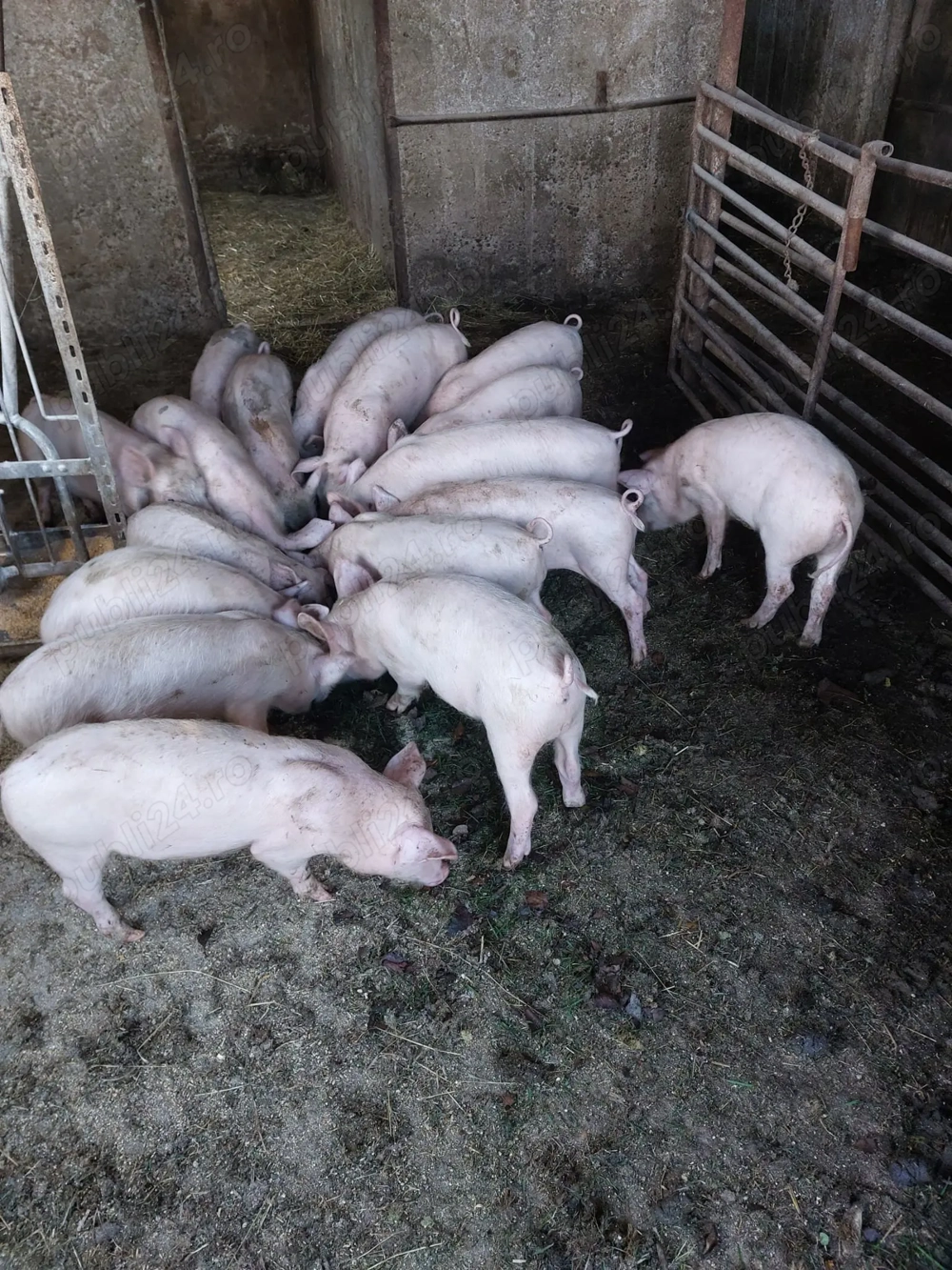 Vand purcei 10 saptamani