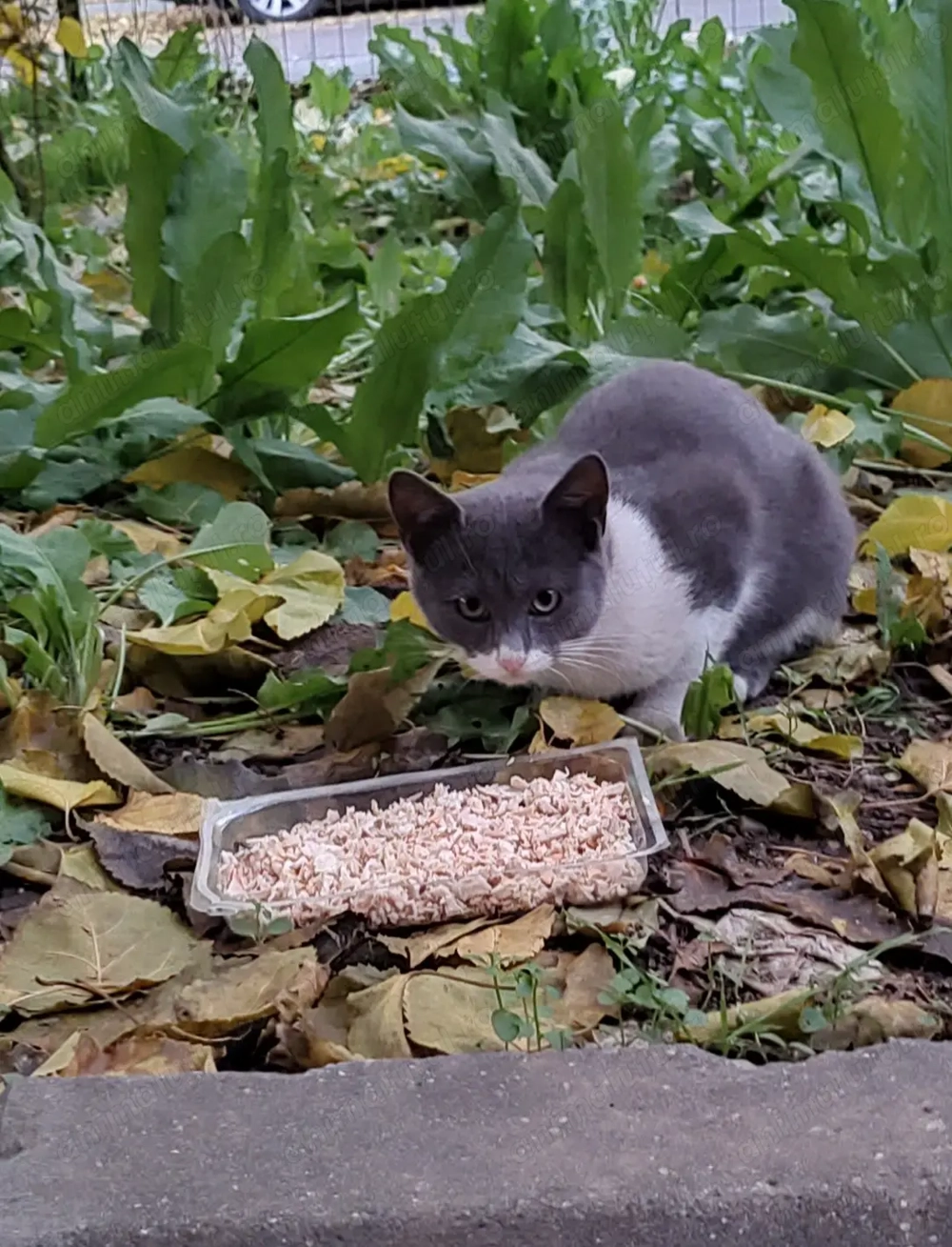 Cei 4 muschetari cu alb, negru si gri