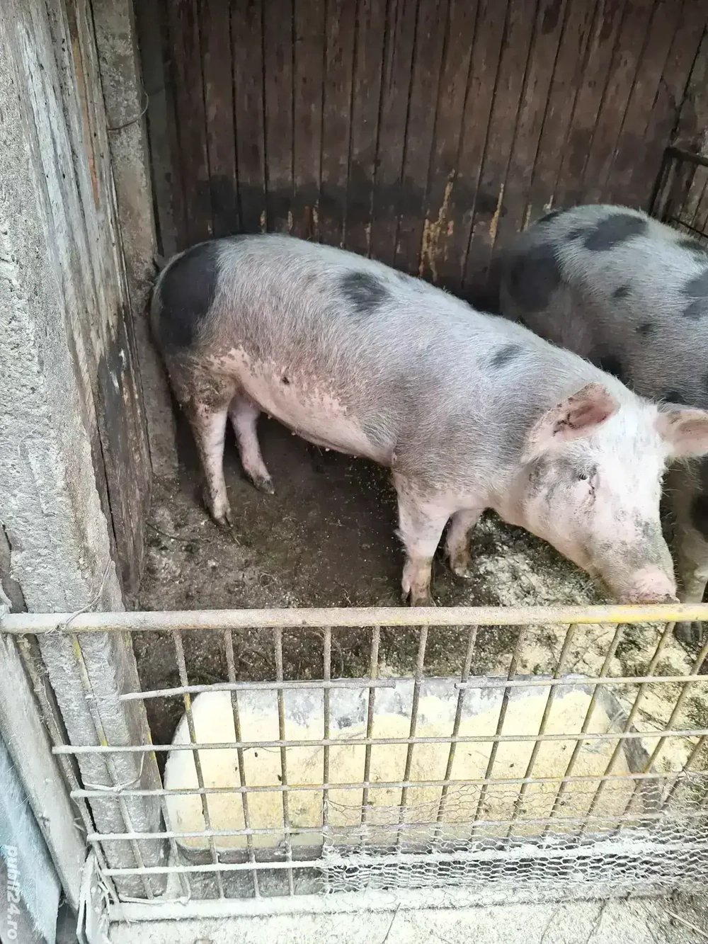Porc greutate 80-90kg 