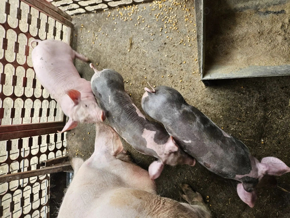 Scrofițe reproducție 