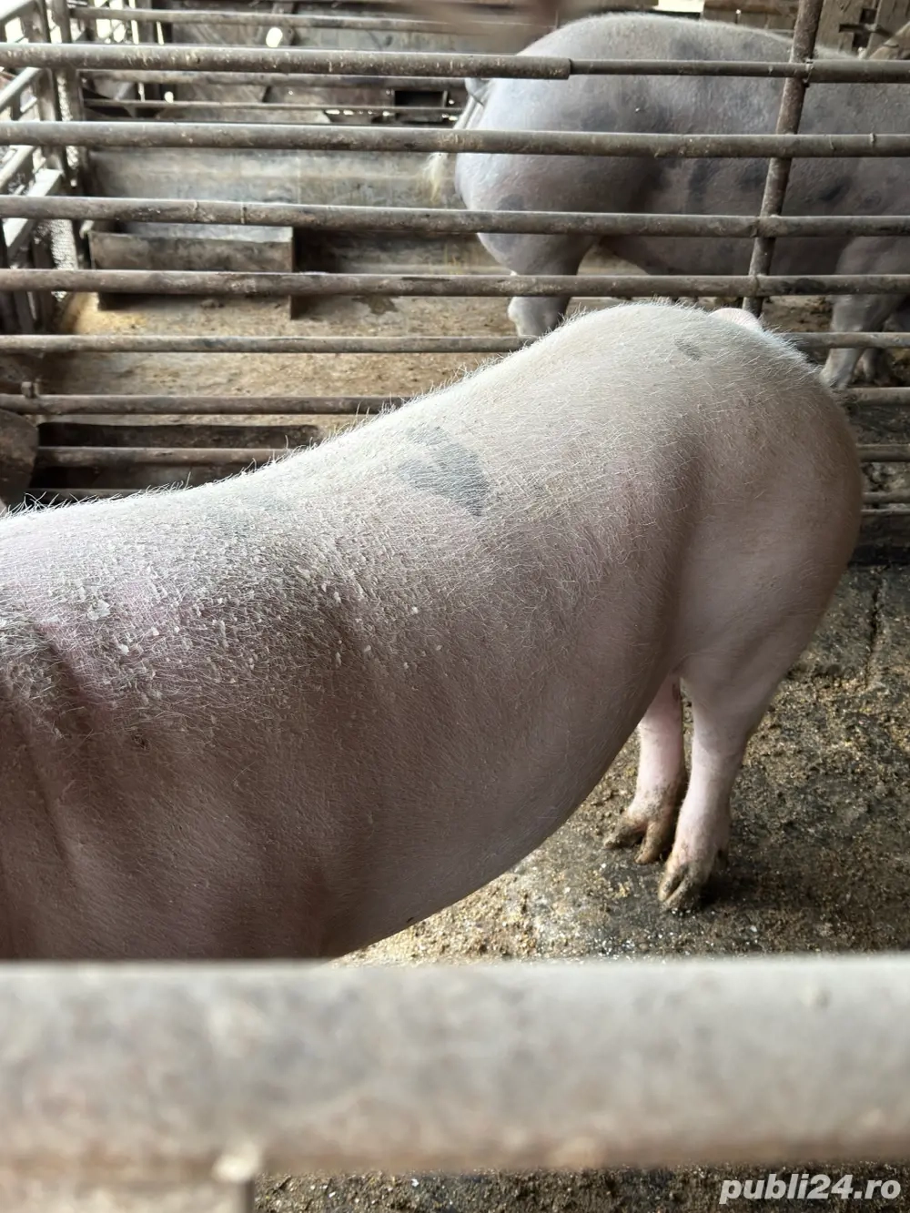 Vând purcea pentru Crăciun