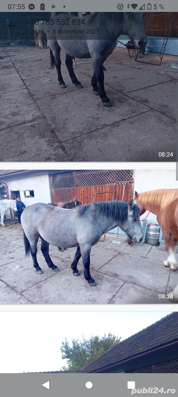 Mânză de un an și jumătate !