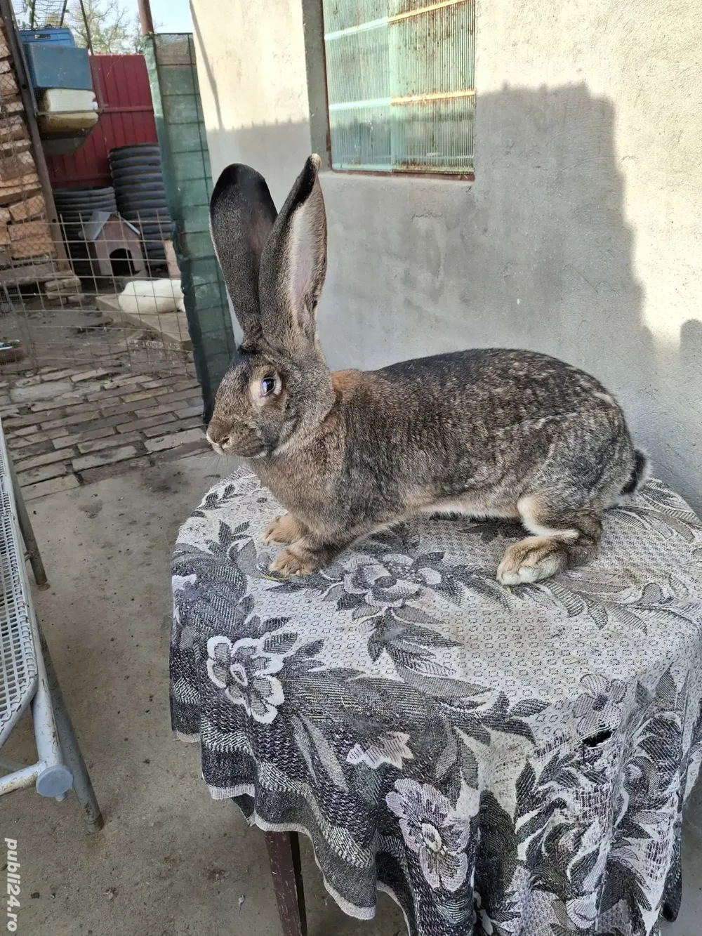 Iepuri uriaș gri german 