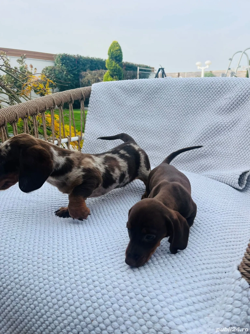 teckel arlechin ciocolatiu 3 luni !!!