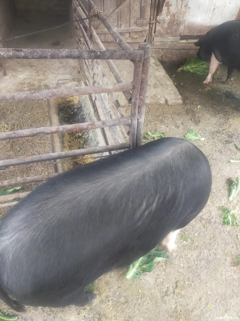 vând porc de Crăciun 