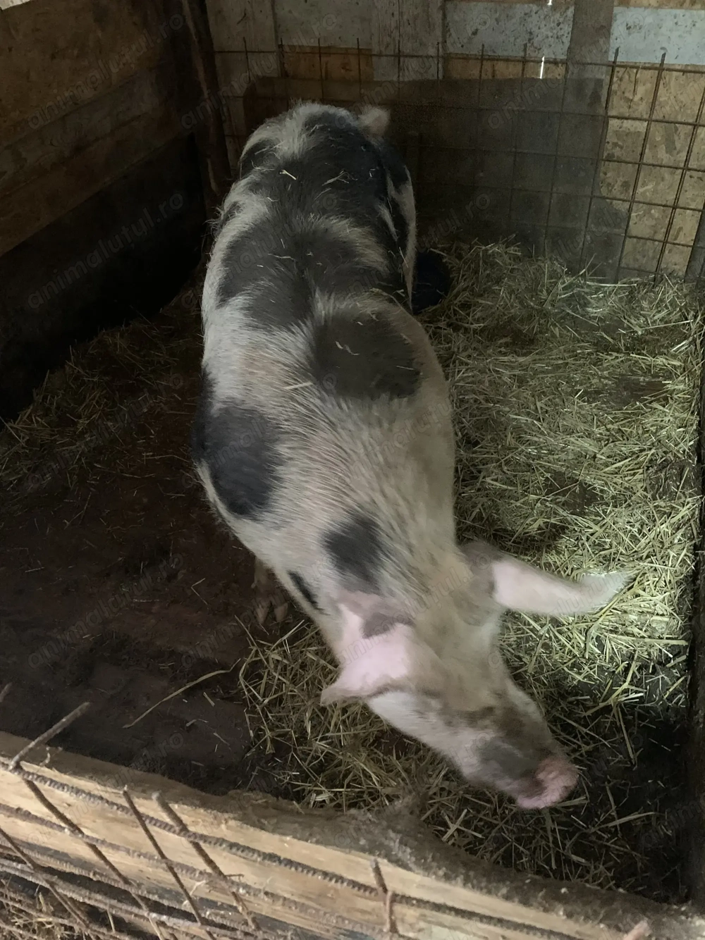 Vând un porc de 250-300kg și 2 scroafe 180-200 kg +purceii  mici pana în 25 de kg