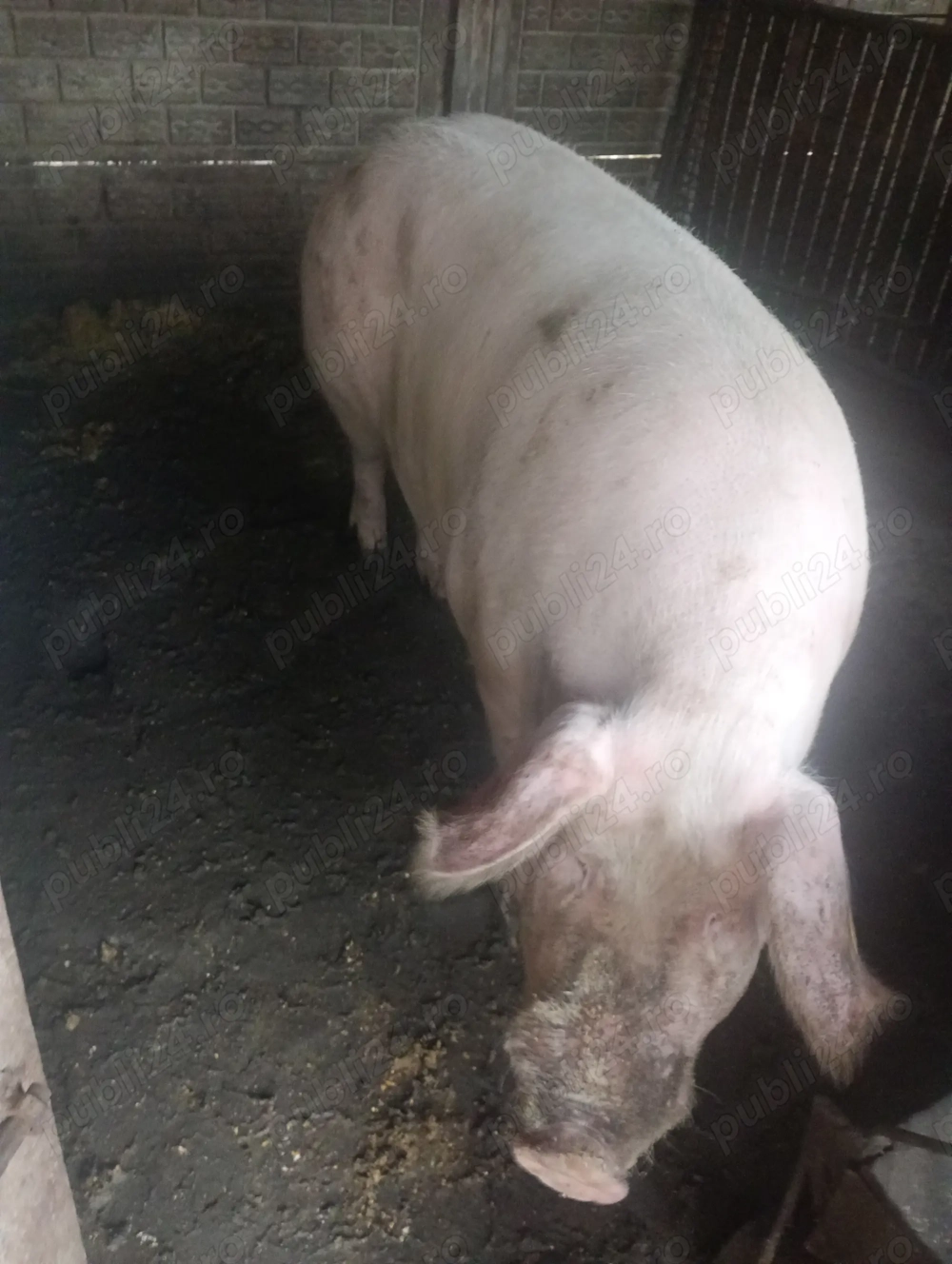 Porci de vânzare, mai multe detalii la numărul de telefon  