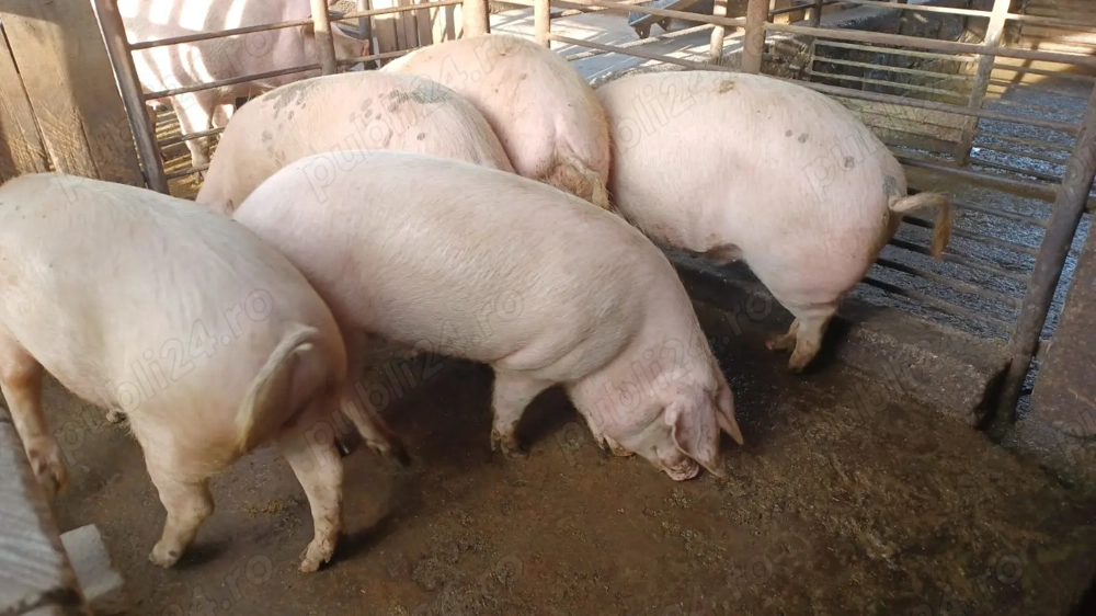 Vânzare porci carne