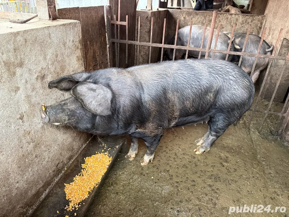 Porc pentru sacrificat