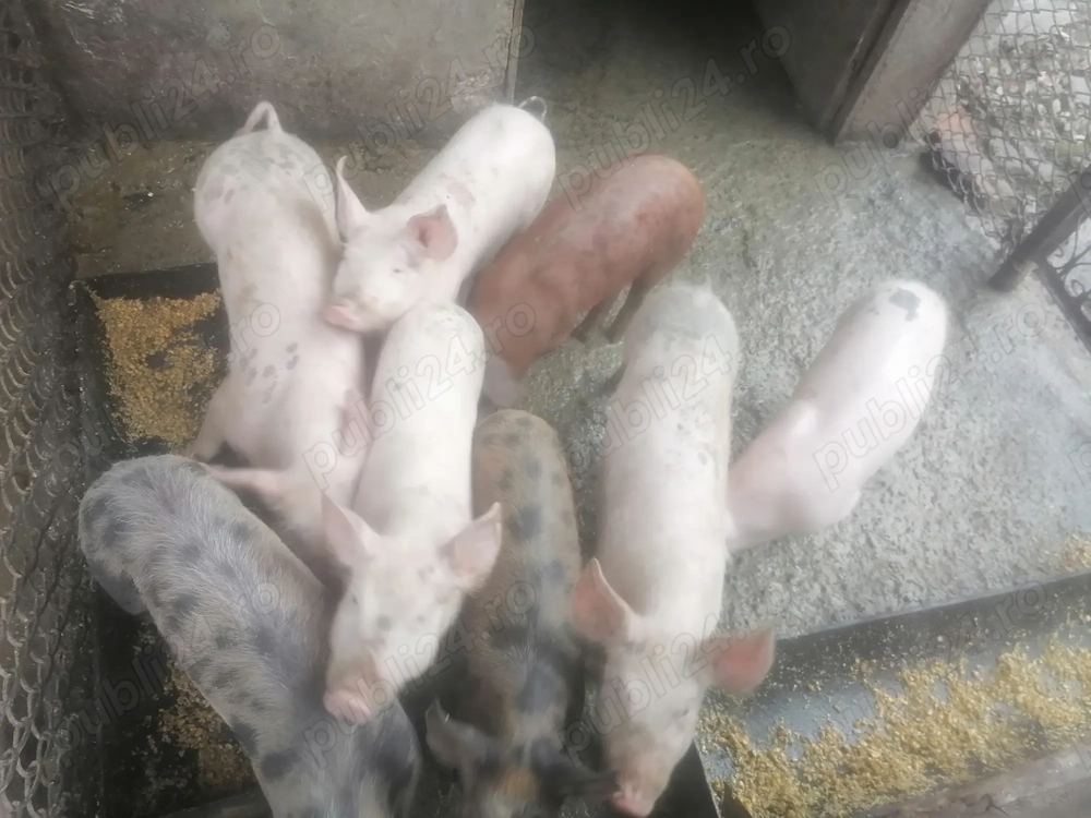 De vânzare... 2 serii