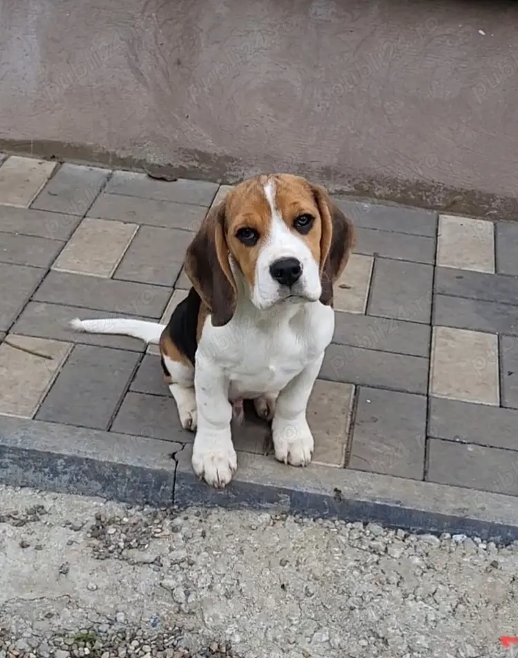 Pui Beagle cu pedigree ACHR