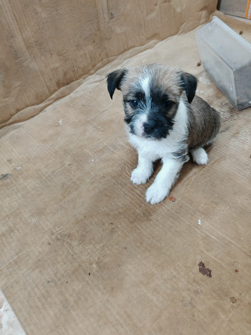 Donez catei talie mica