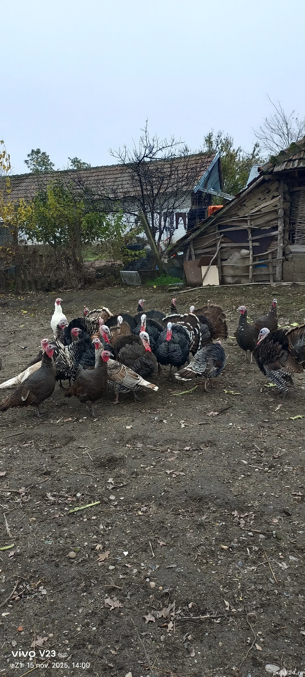 vand curcani si curci 