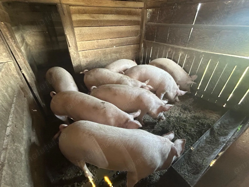 Vand grasuni - 100 kg