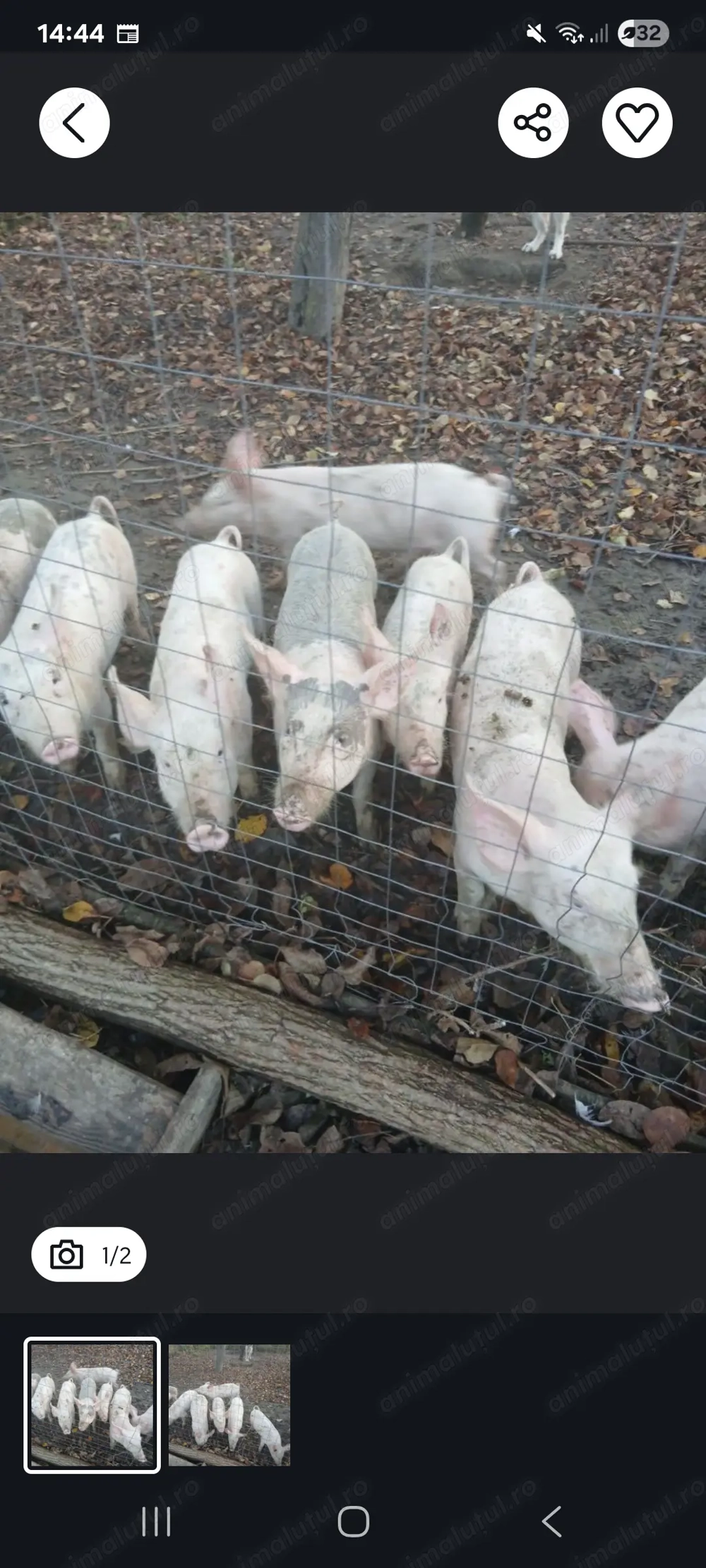 Vând purcei 40 kilograme