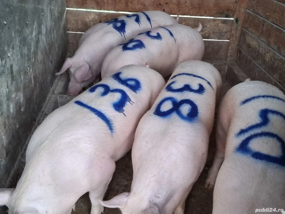 vând porci de calitate  137,138,140,148,149 kg