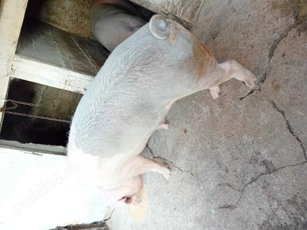 Vând porc gras 250 kg  13 lei kg