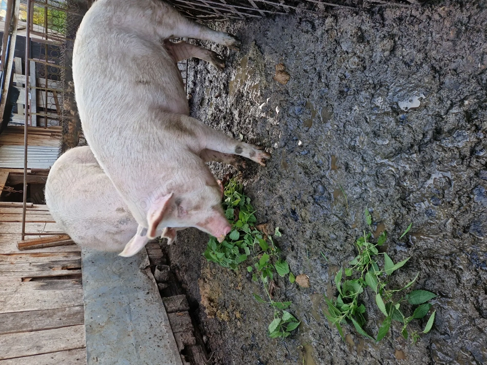 Vând porc de Craciun  