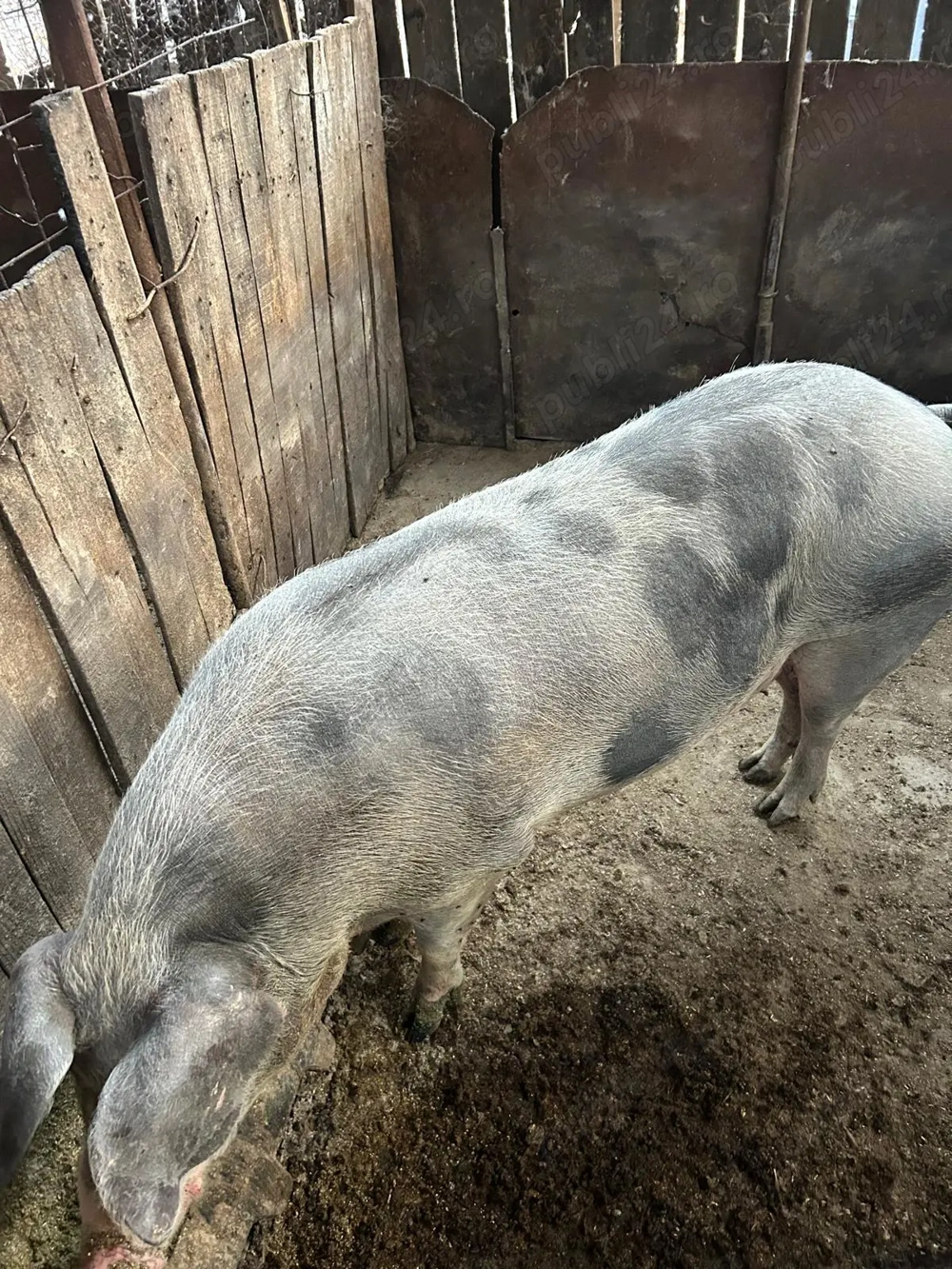Porci de Craciun, crescuti BIO