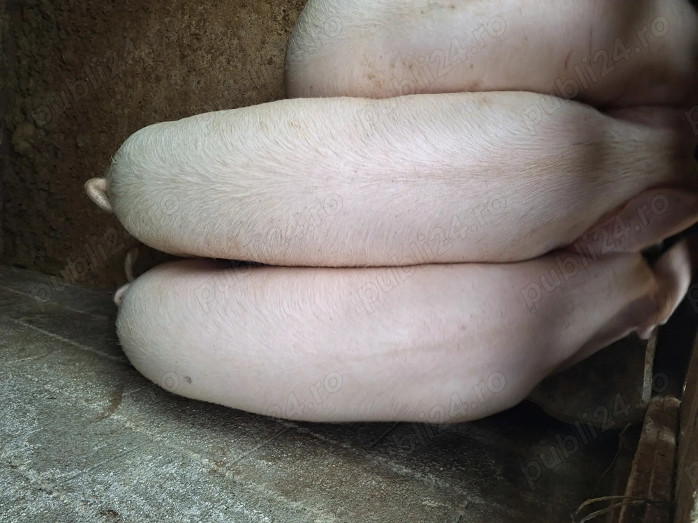 Porci pentru Crăciun 