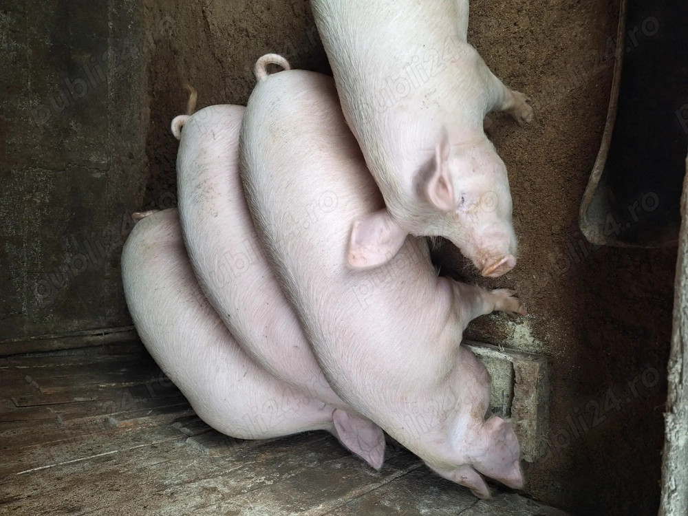 Vând porci pentru Crăciun