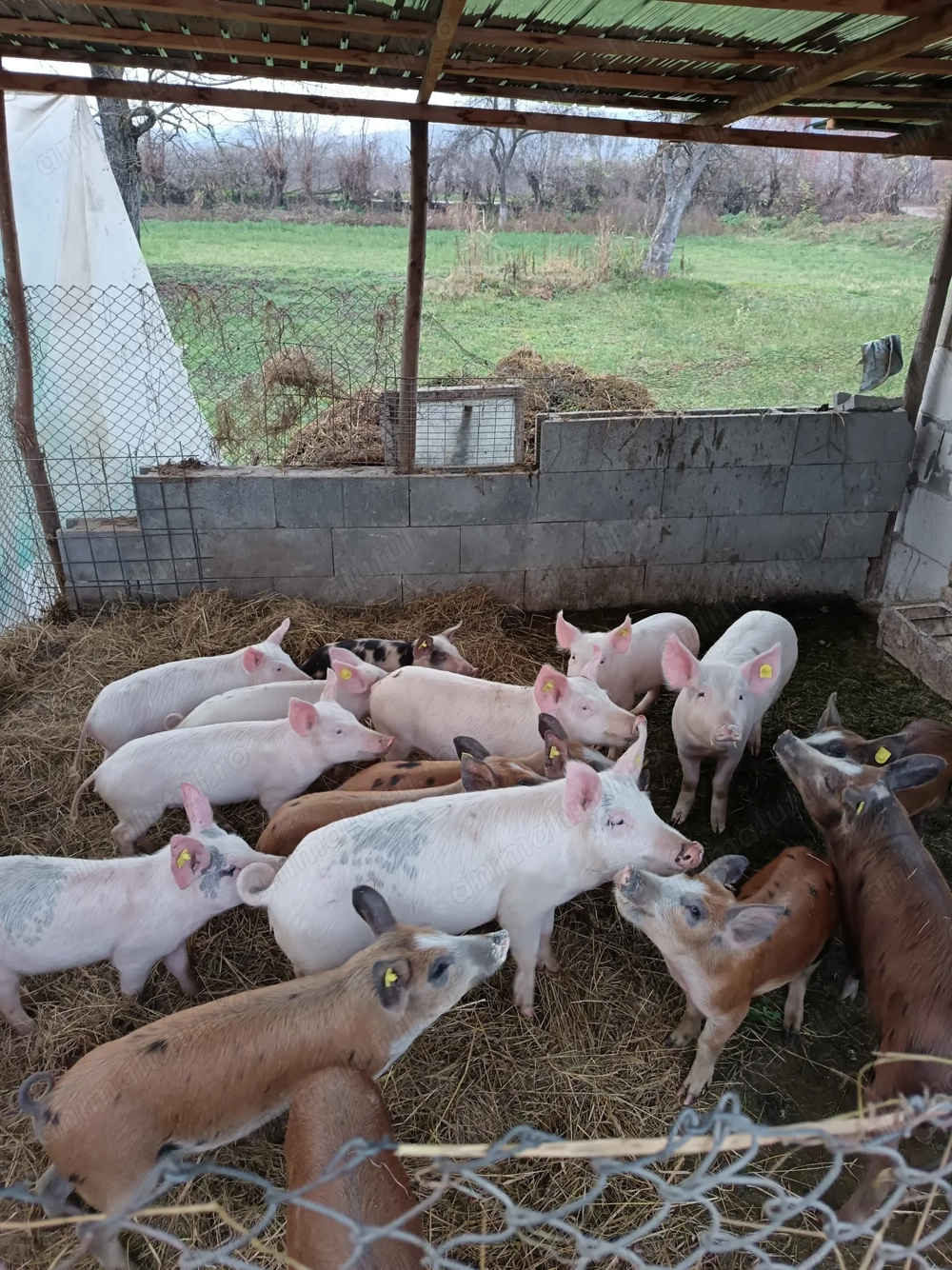 Purceii preț 350-500