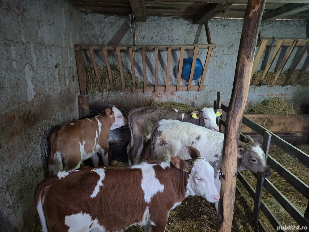 vand vitei de 2luni jumate 