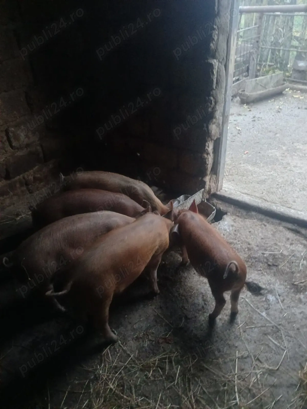 Vand purcei la 2 luni 