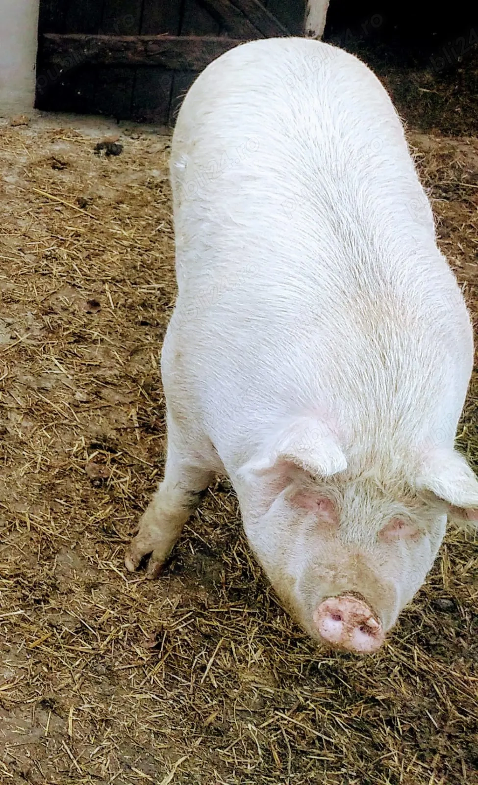 Vand porc de carne, 320 KG, Landrace