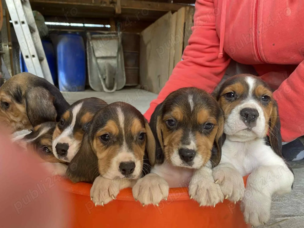 Pui beagle tricolor 8 saptaman 