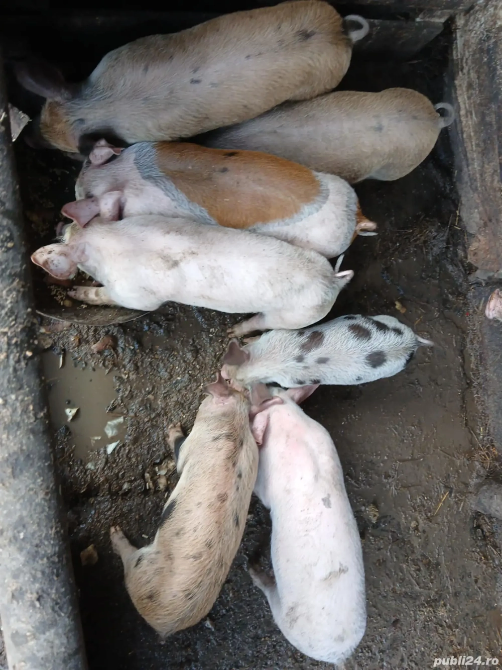 5 purcele disponibile