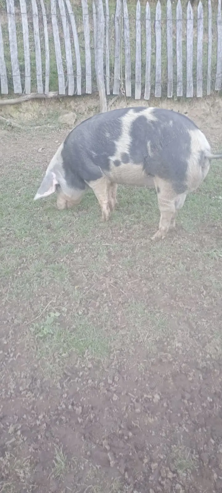 Vând scroafă pt tăiat 