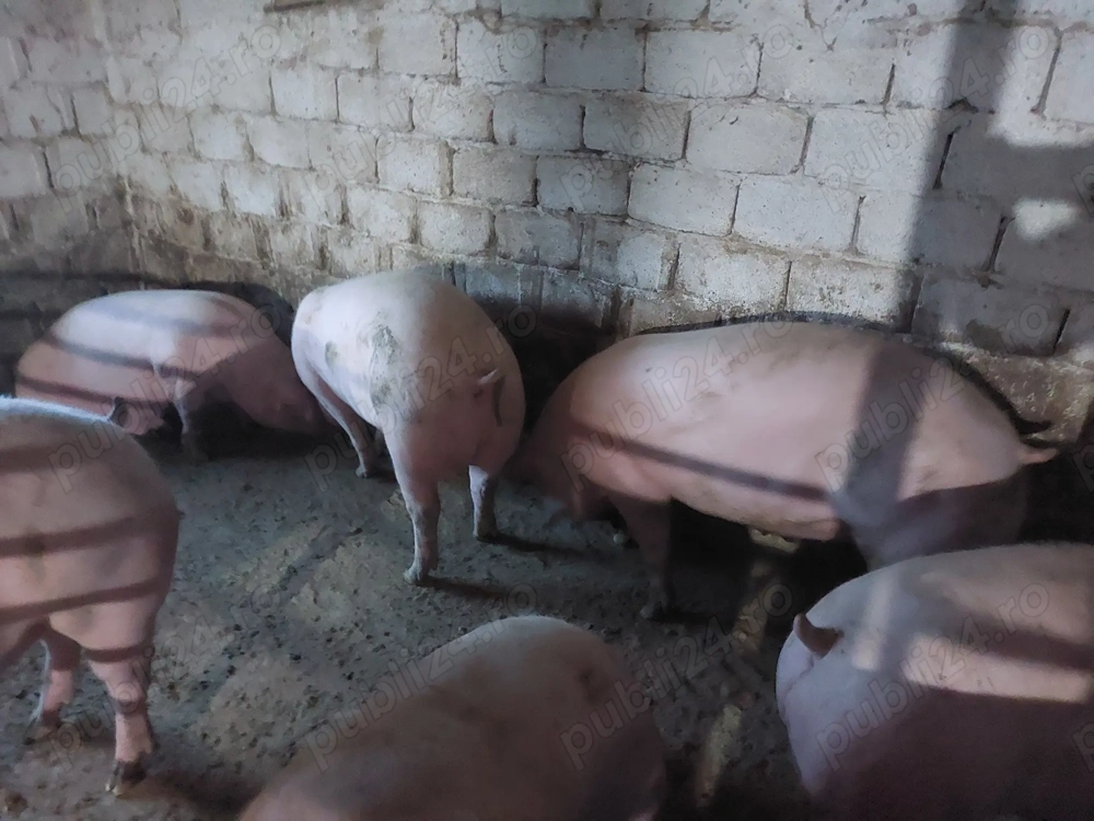 Porci rasa Landrace cu Marele Alb 