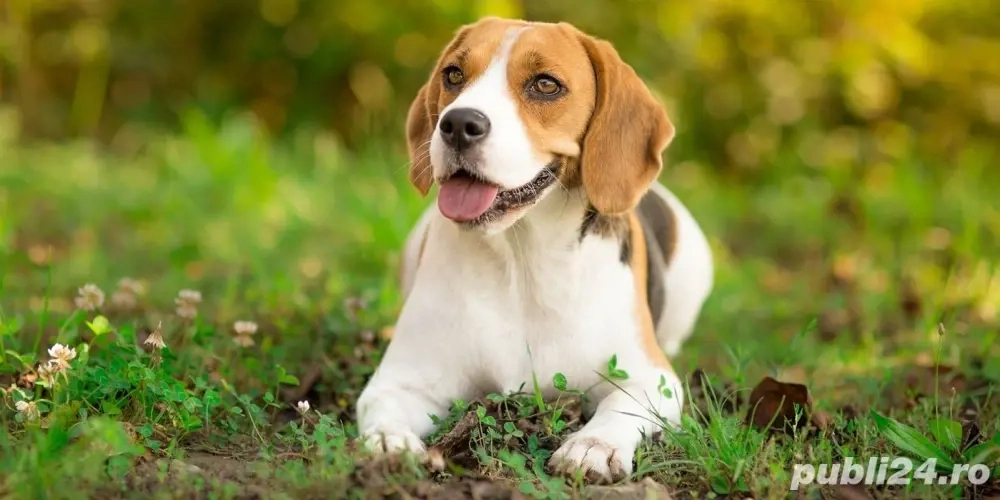 Plimbăm câini cu grijă și responsabilitate   13 & 17 ani