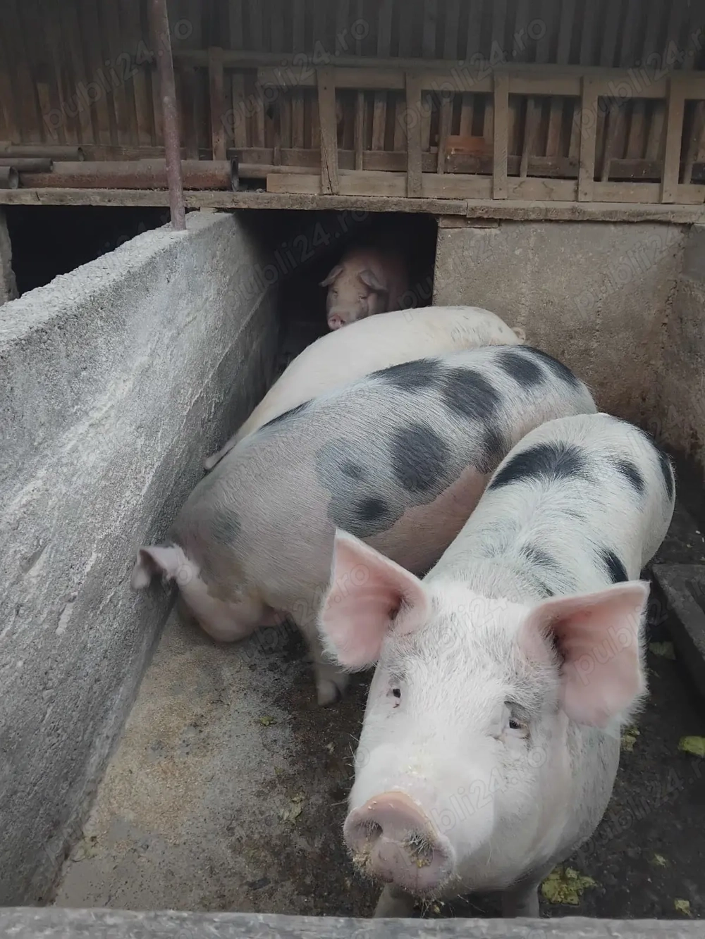 Vând 3 porci grași de casă