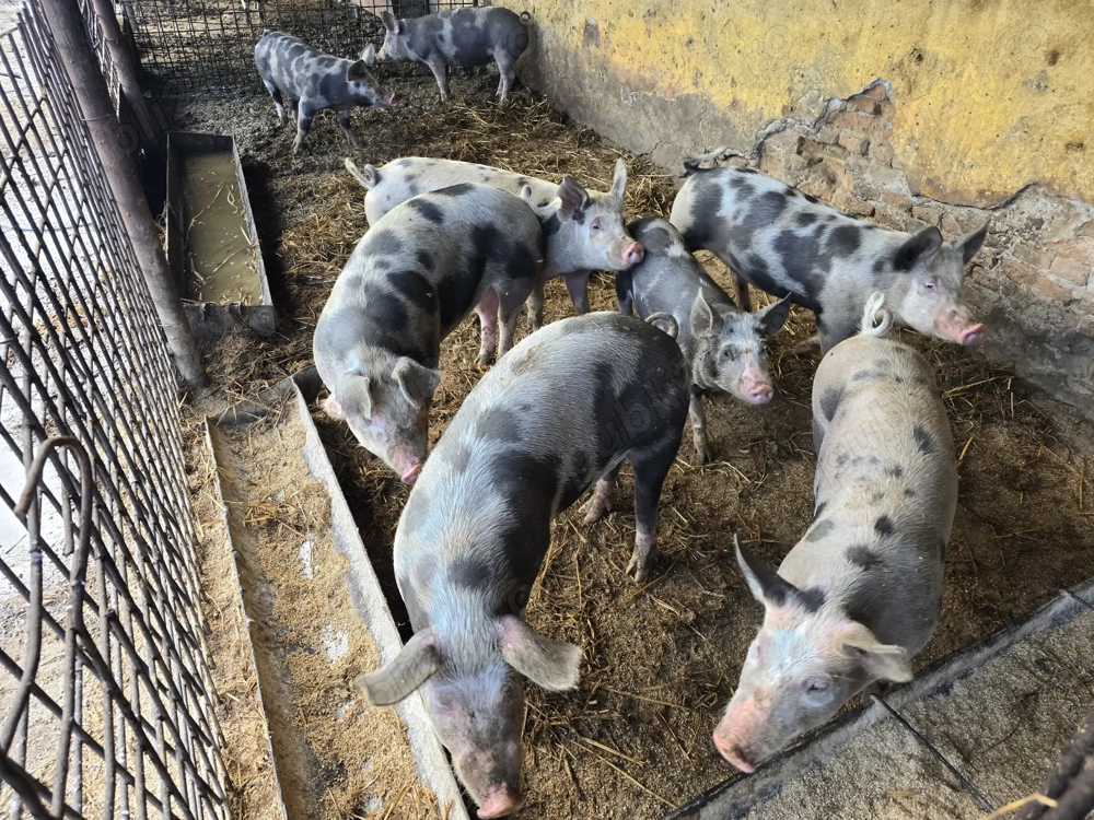 Vand porci mici si mari la toate greutatile