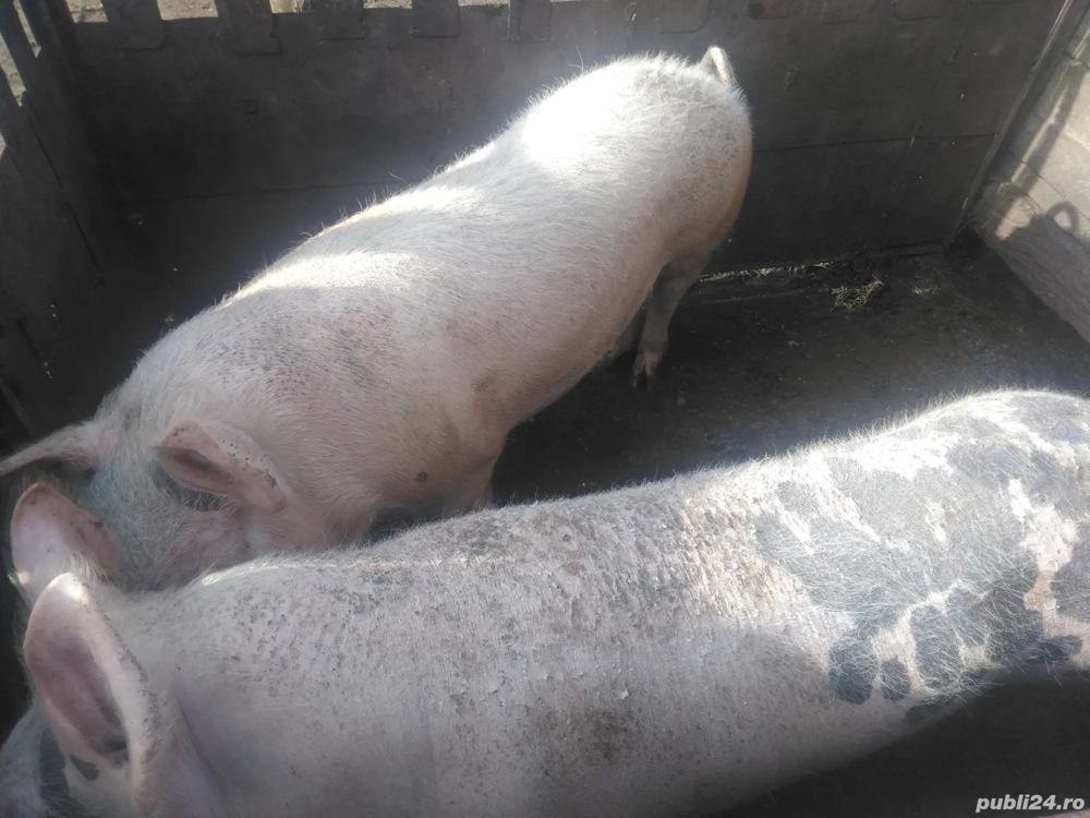 Pocii pentru sacrificat