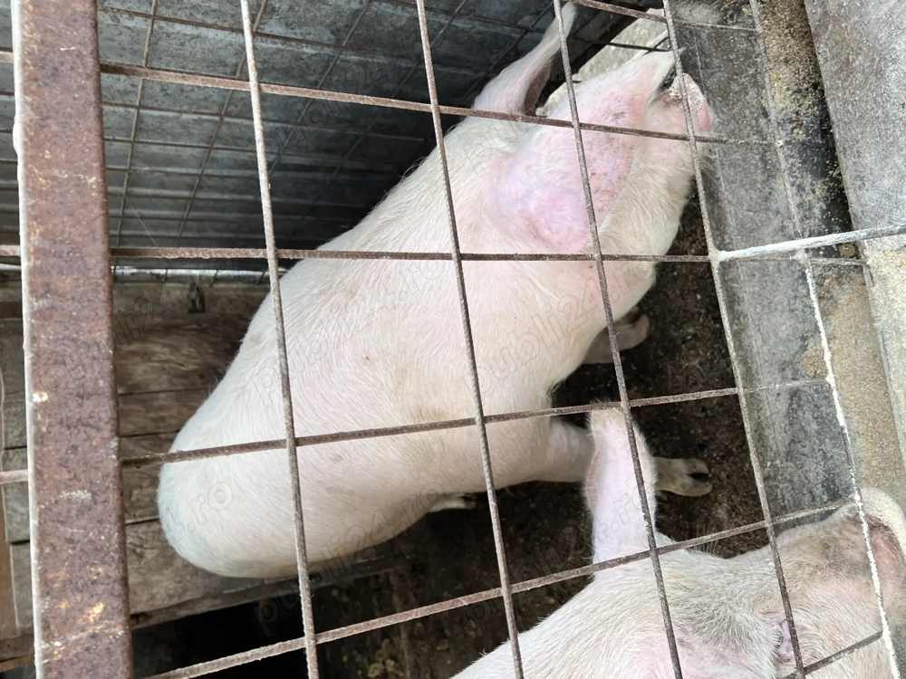 Vand porc aproximativ 150 kg