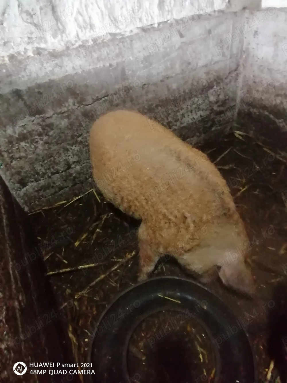 Porc mangalita  pe culoare rosie