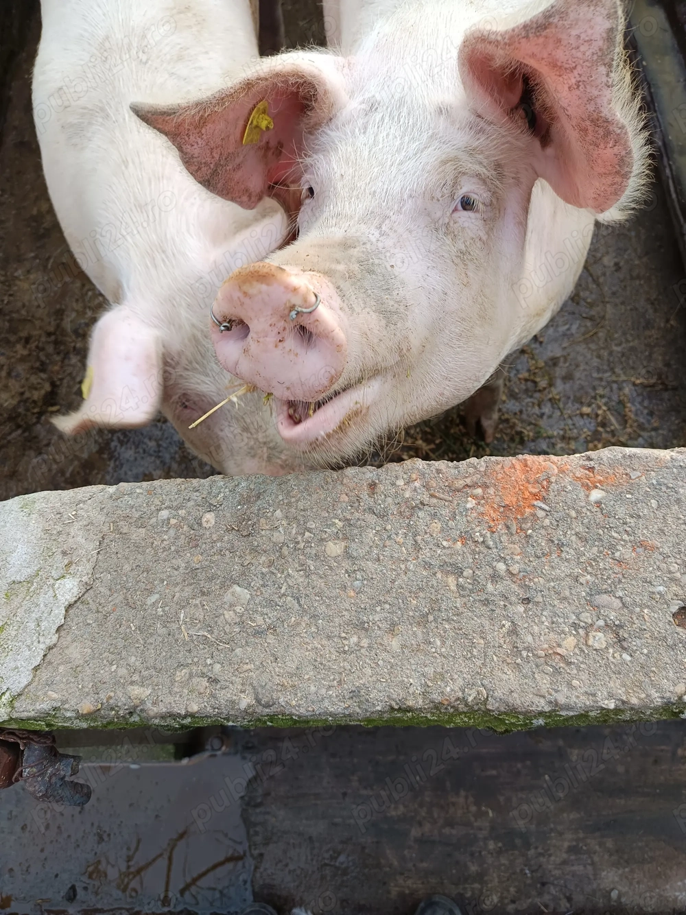 Porci de carne Landrace de vânzare 