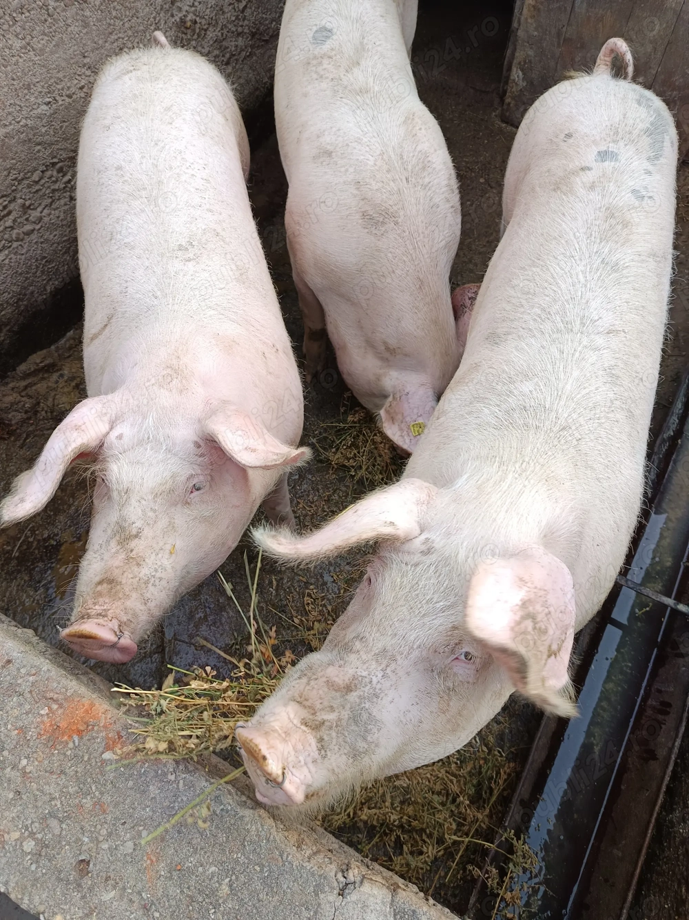  Vând un porc de carne!