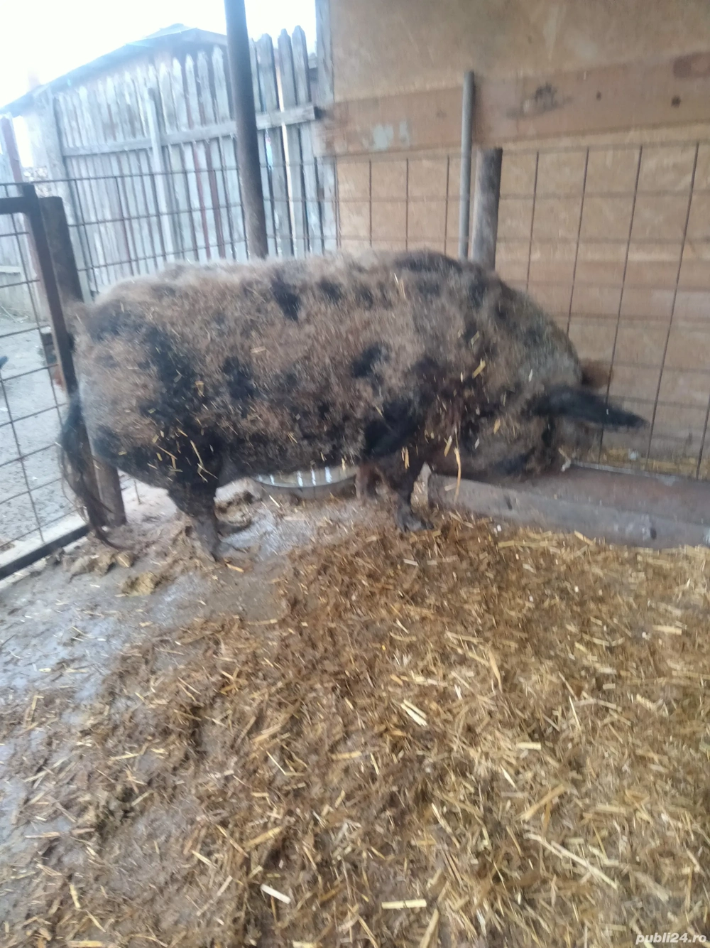 Porc rasă mangaliță 