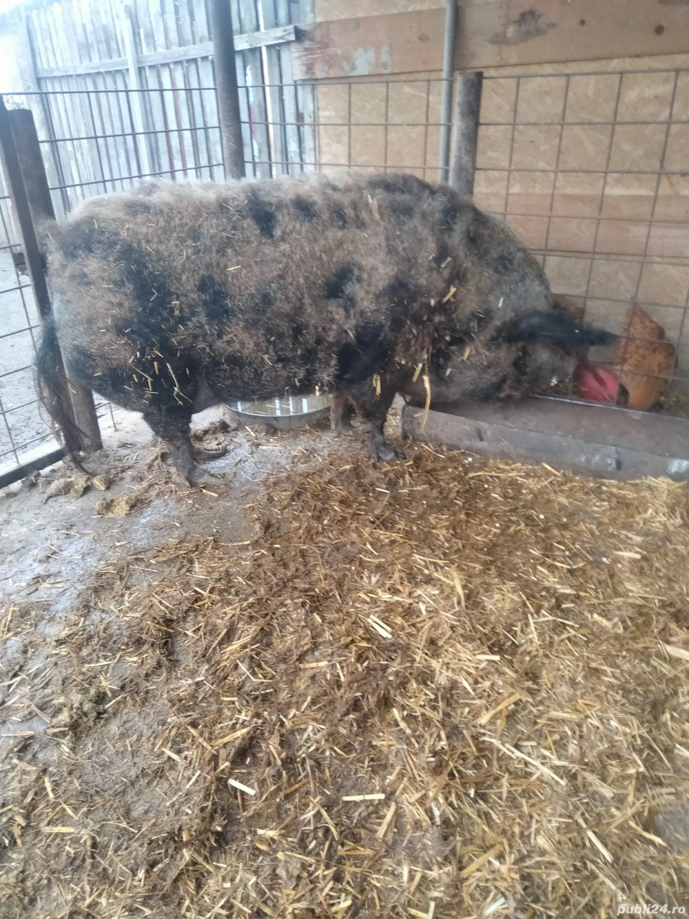 Porc rasă mangaliță 