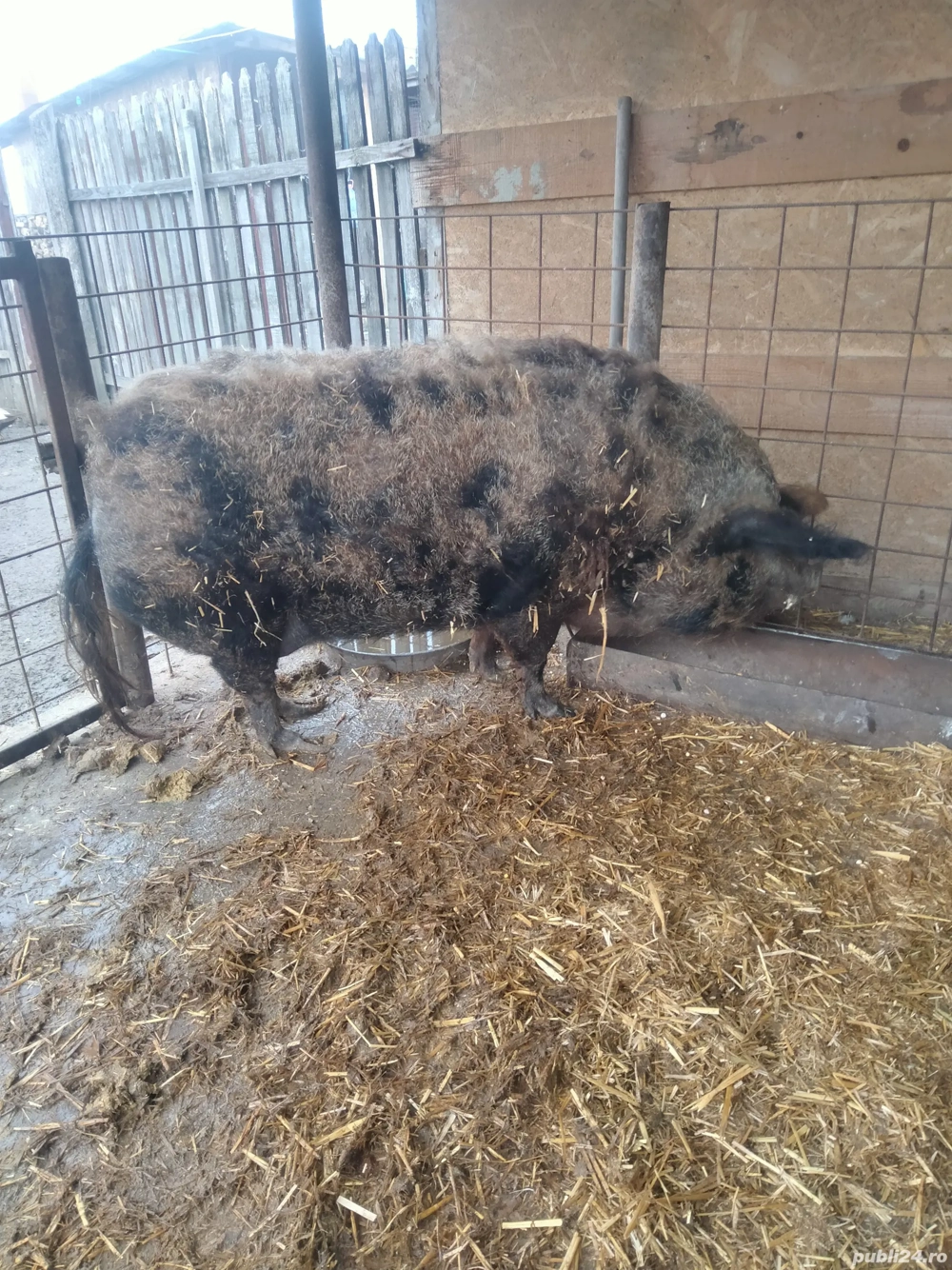 Porc rasă mangaliță 