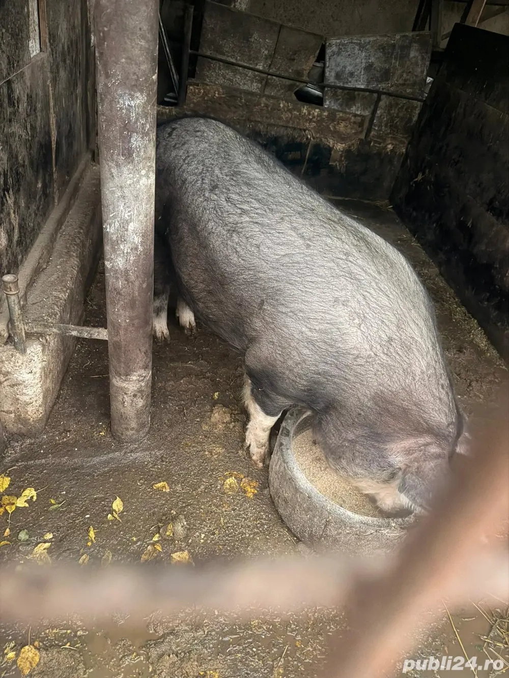 Porci de vânzare 